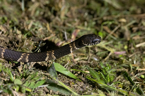 Palmer’s Snail-Eater, Dipsas palmeri