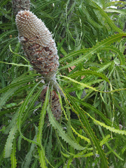 Banksia prionotes
