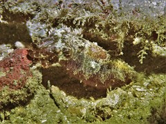 Sepia recurvirostra