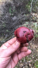 Exsudoporus permagnificus