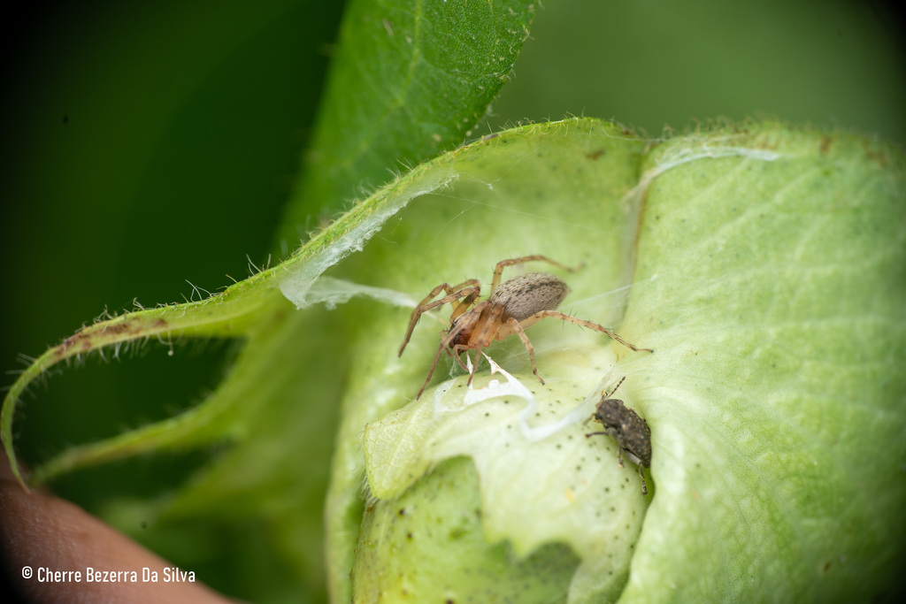 ghost-spiders-from-alagoa-grande-pb-brasil-on-july-12-2023-at-09-29