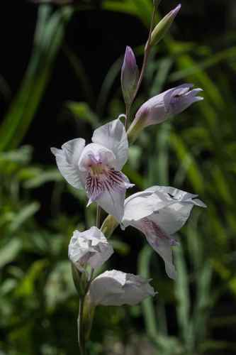 Loteni Valley Pypie (Gladiolus loteniensis)