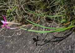 Hesperantha curvula