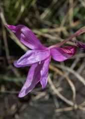 Hesperantha curvula