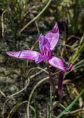 Hesperantha curvula