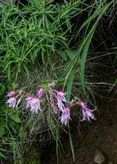 Gladiolus microcarpus