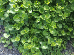 Calystegia soldanella