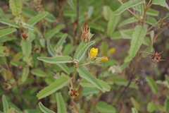 Melhania oblongifolia