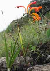 Crocosmia pearsei