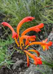 Crocosmia pearsei