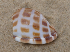 Phalium areola