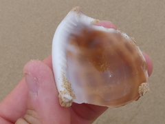 Phalium areola