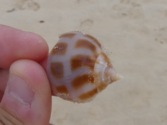 Phalium areola