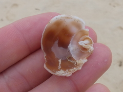 Phalium areola