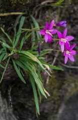 Hesperantha scopulosa