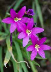Hesperantha scopulosa