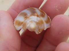 Phalium areola