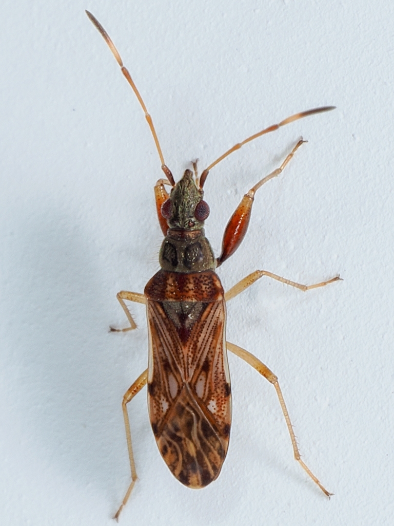 Pamerana