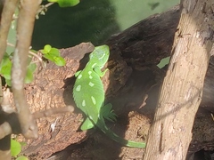 Naultinus