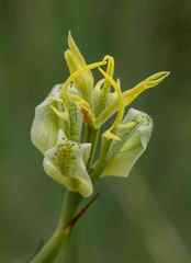 Moraea trifida