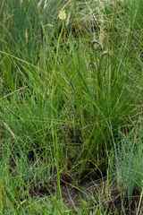 Moraea trifida