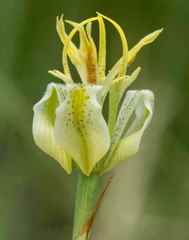 Moraea trifida
