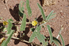 Sida fibulifera