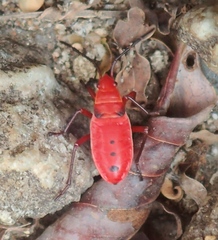 Probergrothius nigricornis