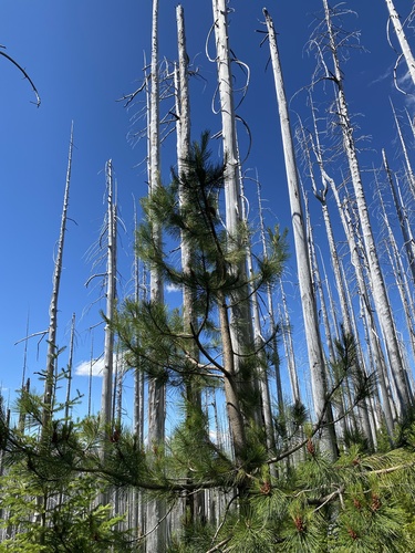 Knobcone pine (Pinus attenuata)