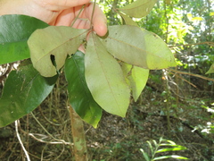 Heritiera trifoliolata