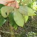 Black Tulip Oak - Photo (c) coenobita, some rights reserved (CC BY), uploaded by coenobita