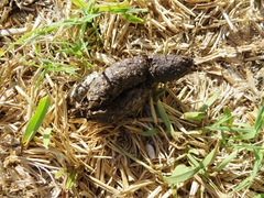 Herpestes pulverulentus