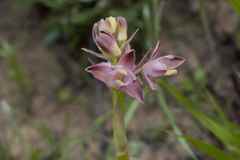 Eulophia aculeata huttonii