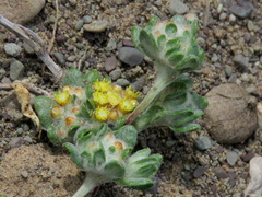 Helichrysum leontonyx