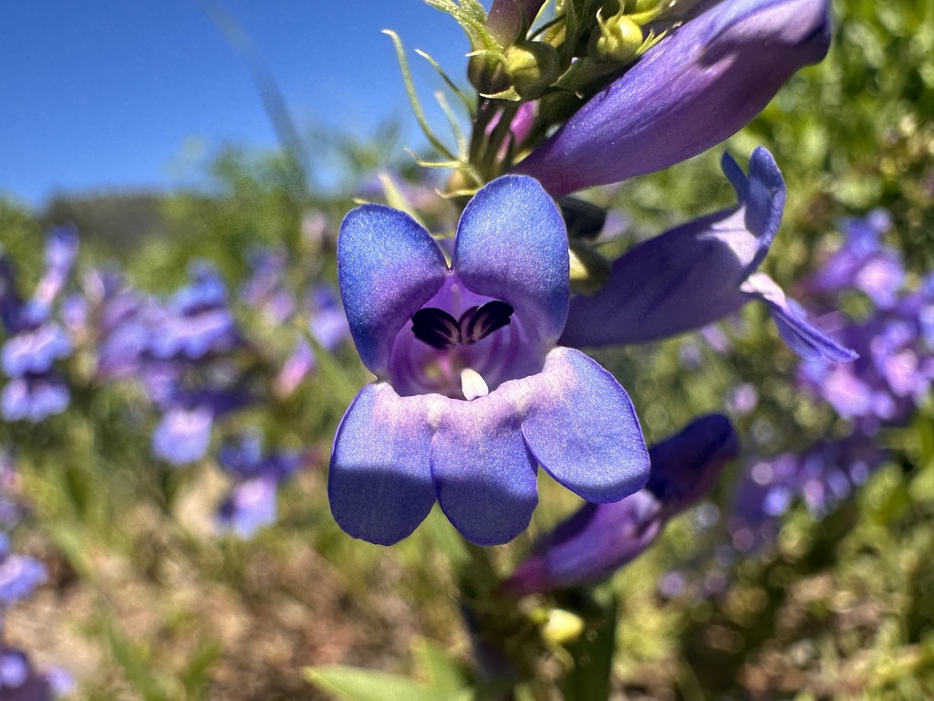 Penstemon leonardii; photograph author not stated, no rights reserved