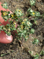 Helichrysum leontonyx