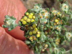 Helichrysum leontonyx