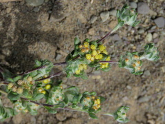 Helichrysum leontonyx