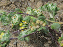 Helichrysum leontonyx