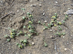 Helichrysum leontonyx