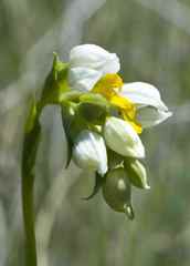 Schizochilus flexuosus