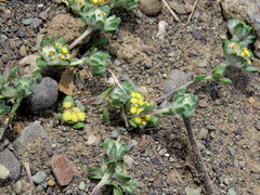 Helichrysum leontonyx