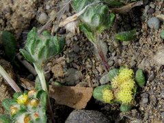 Helichrysum leontonyx