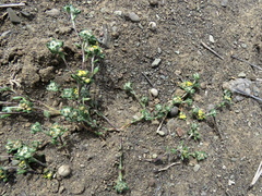 Helichrysum leontonyx