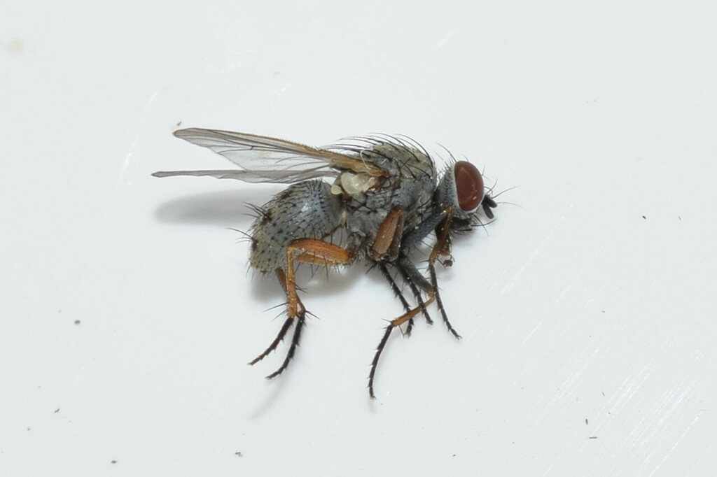 Coenosia genualis