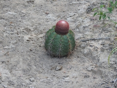 Melocactus inconcinnus