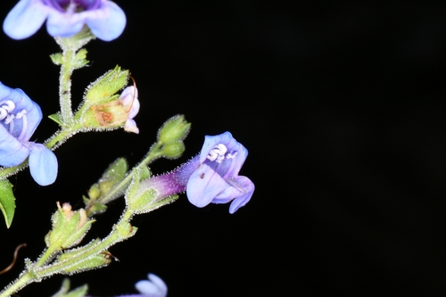 two-leaf beardtongue (Penstemon diphyllus)