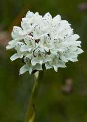 Disa cephalotes cephalotes