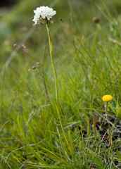 Disa cephalotes cephalotes