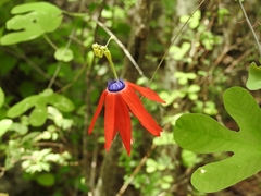 Passiflora edmundoi
